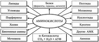 аминокислоты